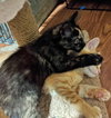 MISS MIATA - Kitten looking for playmate