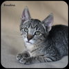 ROSALINA - Young kitten needs a buddy