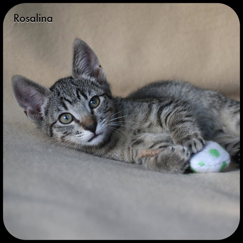 ROSALINA - Young kitten needs a buddy