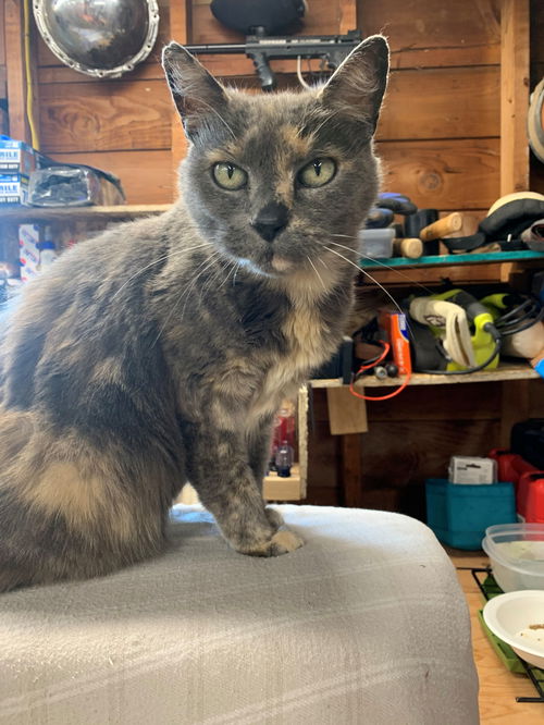 LOLA - Offered by Owner - Senior Wildfire Rescue