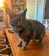 LOLA - Offered by Owner - Senior Wildfire Rescue