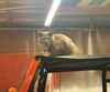 LOLA - Offered by Owner - Senior Wildfire Rescue