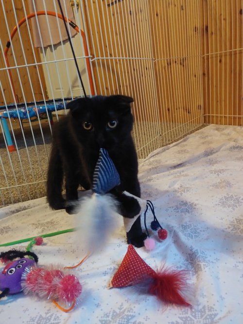 CHESTER TONY & ROCCO ~ Bonded Scottish Fold Mix
