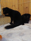 CHESTER TONY & ROCCO ~ Bonded Scottish Fold Mix