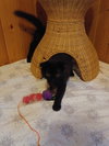 CHESTER TONY & ROCCO ~ Bonded Scottish Fold Mix