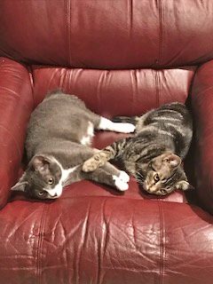 MILO & SPENCER - Young kitten brothers