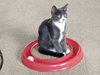 MILO & SPENCER - Young kitten brothers