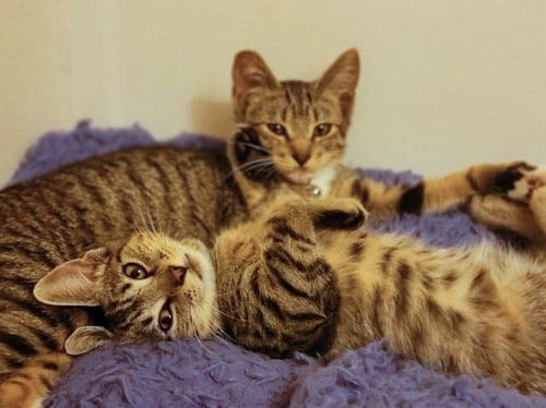 JINX & PIXIE - Offered by Owner kittens