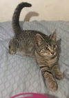 JINX & PIXIE - Offered by Owner kittens