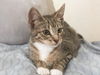 JINX & PIXIE - Offered by Owner kittens
