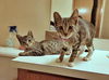JINX & PIXIE - Offered by Owner kittens