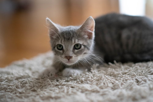 FROST (one of 3 tabby sisters)