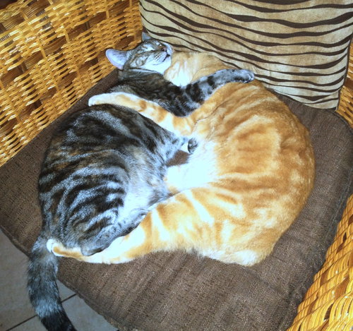 ARTHUR & CLAIRE - Offered by Owner - Adult ipair