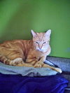 ARTHUR & CLAIRE - Offered by Owner - Adult ipair