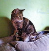 ARTHUR & CLAIRE - Offered by Owner - Adult ipair