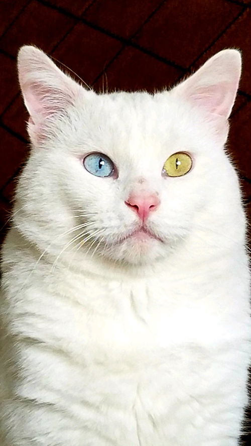 TEAL - Offered by Owner