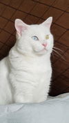 TEAL - Offered by Owner