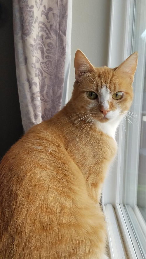 ROXY - Offered by Owner - FIV+ Fire Survivor
