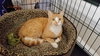 ROXY - Offered by Owner - FIV+ Fire Survivor