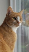 ROXY - Offered by Owner - FIV+ Fire Survivor