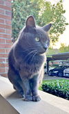 SASCHA - Offered by Owner - Declawed Senior