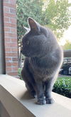 SASCHA - Offered by Owner - Declawed Senior