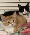 Alexander and Lincoln brother pair