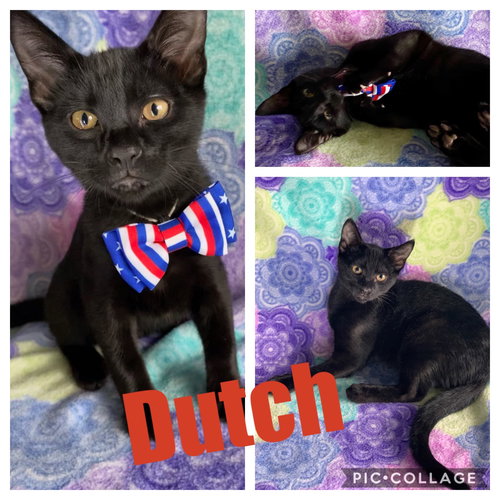 DUTCH & SHADOW