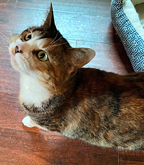 LILLY - Offered by Owner -And her friend Keaton