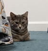 Betty & Judy - Offered by Owner - Bonded Sisters