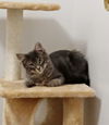 Betty & Judy - Offered by Owner - Bonded Sisters