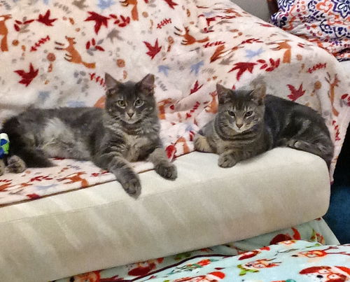 Betty & Judy - Offered by Owner - Bonded Sisters