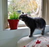 Betty & Judy - Offered by Owner - Bonded Sisters