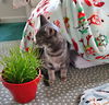Betty & Judy - Offered by Owner - Bonded Sisters
