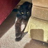 MYSIN - Offered by Owner - Bombay mix F