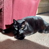 MYSIN - Offered by Owner - Bombay mix F