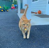 OLIVER - Offered by Owner - Young adult