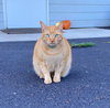 OLIVER - Offered by Owner - Young adult