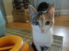 Malory