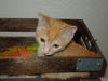 Marmalade