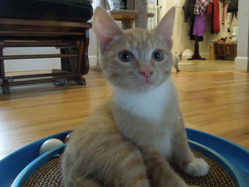 Marmalade
