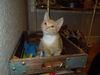 Marmalade