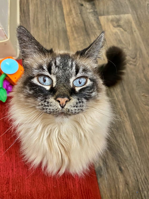 MAGNOLIA -OPffered by Owner - Siamese senior