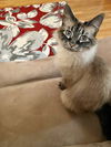 MAGNOLIA -OPffered by Owner - Siamese senior