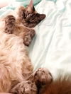 MAGNOLIA -OPffered by Owner - Siamese senior