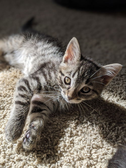 NUTMEG & LICORICE Brother PAIR