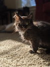 NUTMEG & LICORICE Brother PAIR