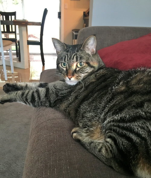 CLAUDE - Offered by Owner