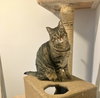 CLAUDE - Offered by Owner