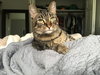 CLAUDE - Offered by Owner